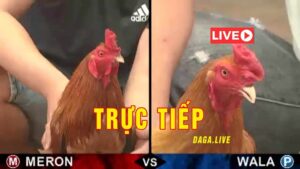 truc-tiep-da-ga-thomo