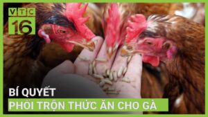 cach-pha-tron-thuc-an-cho-ga-da
