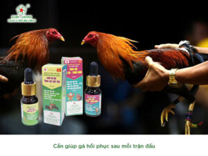 cham-soc-ga-choi-truoc-khi-di-da