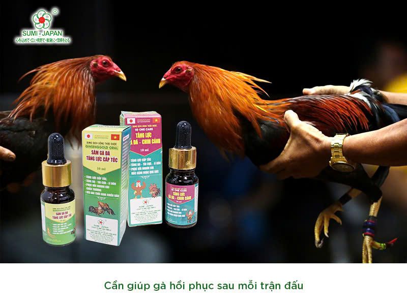cham-soc-ga-choi-truoc-khi-di-da