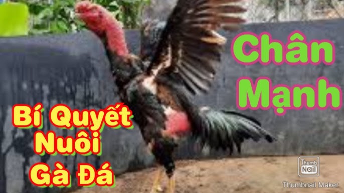 cham-soc-ga-choi-truoc-khi-di-da