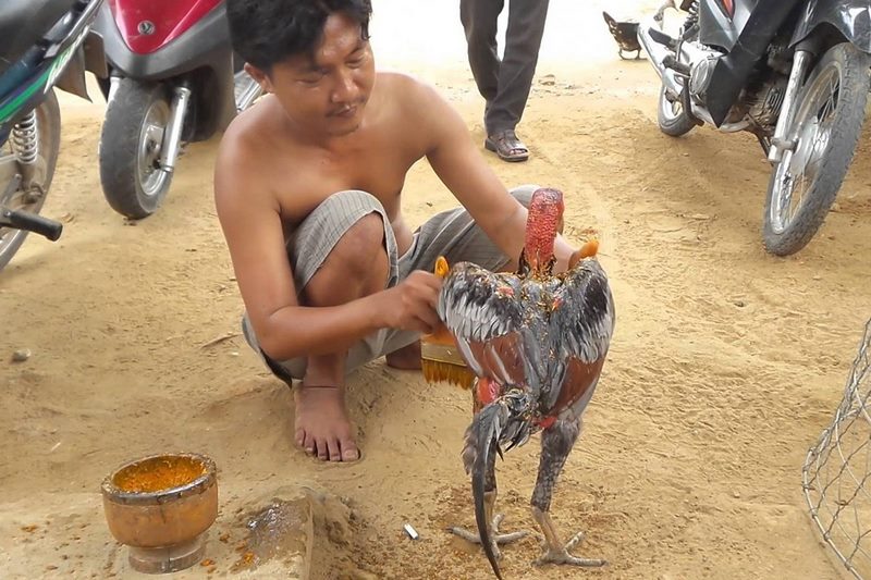 cham-soc-ga-choi-truoc-khi-di-da